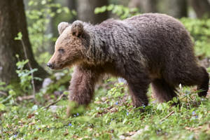 Ours brun<br>NIKON D4, 500 mm, 9000 ISO,  1/800 sec,  f : 5.6 